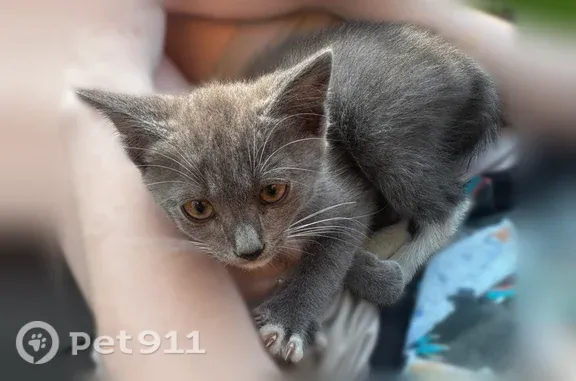 Кошки потеряшки, Озёры, фото: Кошка ищет дом, Озёры