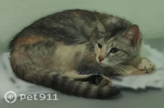 Найдена кошка, Москва, фото: Найдена кошка, Москва, Шипиловский, д. 55 — в подъезде, со вчера