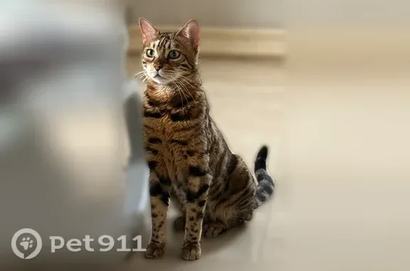 Пропала кошка, Поселок Вавиловец, Вавиловец — стерилизованная, 9 лет, бенгальского типа - photo