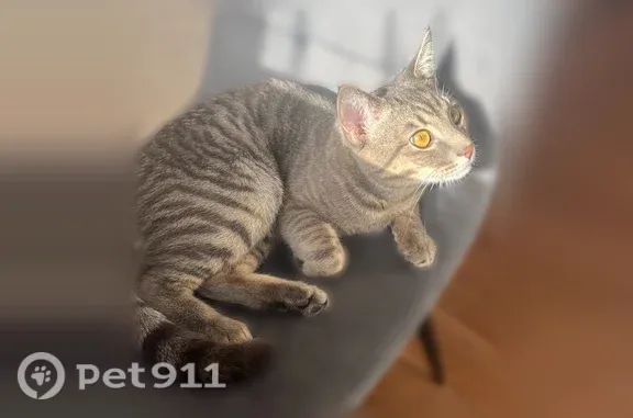 Пропала кошка, Казань, Академика Завойского, д. 22А — крупный кот, глаза жёлтые - photo