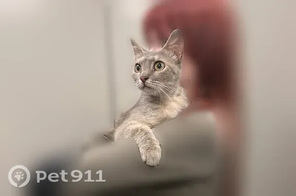 Найдена кошка, Сочи, фото: Найдена кошка, Район Хостинский внутригородской (г Сочи), Тепличная, д. 75 1, Сочи — маленькая, с подстриженными коготками