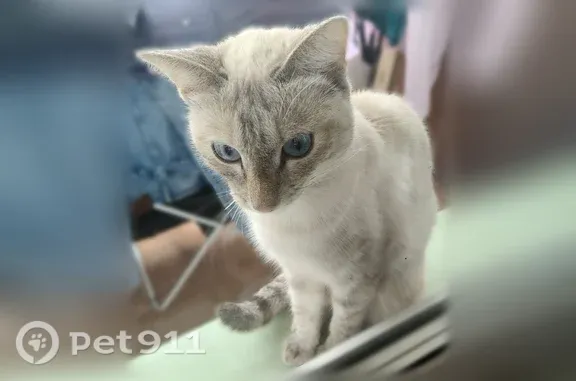 Найдена кошка, Якутск, фото: Найдена кошка, Петра Алексеева, Якутск — испуганно бегала по улице