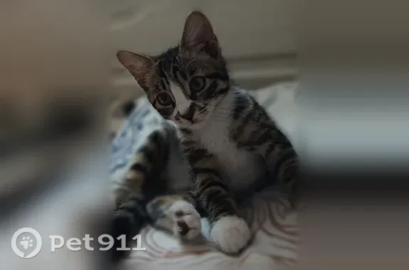 Пропала кошка, Портовый, д. 21, Зея — очень пугливая - photo