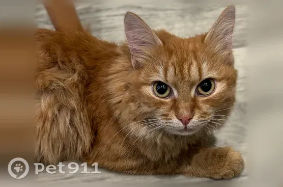 Найдена кошка, Ватутина, д. 93/1, Новосибирск — домашняя, приучена к лотку - photo