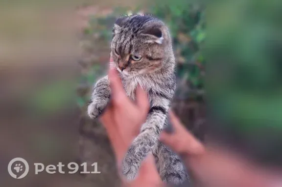 Кошки потеряшки, Кемерово, фото: Найдена кошка, Кемерово — молодая вислоухая, испугана, ласковая