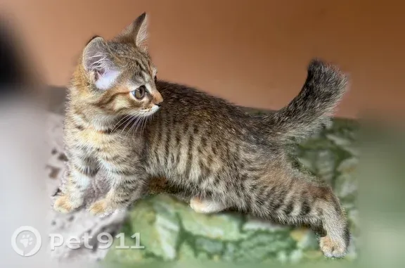 Найденные животные Ленинск-Кузнецкий, фото: Найдена кошка, Ленинск-Кузнецкий, Химиков, д. 7/3 — котёнок-девочка, примерно 2 месяца