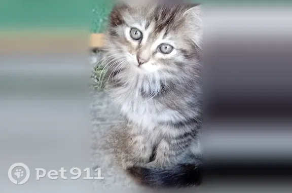 Найдена кошка, Красноярск, фото: Кошка ищет дом, Красноярск, Металлургов — ласковая, ходит в лоток
