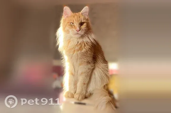 Пропала кошка, Кутузова, д. 68, Новокузнецк — не идёт на контакт, в руки не даётся - photo