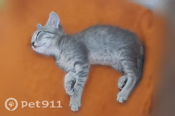 Найдена кошка, Липецк, фото: Найдена кошка, лес рядом с базой отдыха в Добром, Липецк — дымчатая, пушистая, ласковая