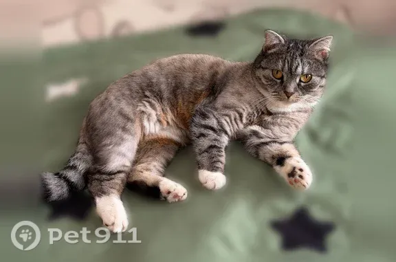 Пропала кошка, Syasstroy, Петрозаводская, д. 26, Сясьстрой — недавно постриженная - photo