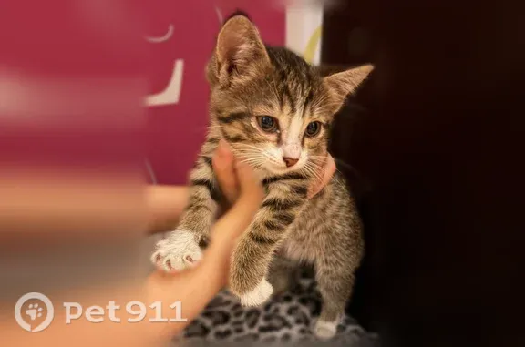 Найдена кошка, Чита, фото: Найдена кошка, 5 микрорайон, 35, Чита — трёхцветная котёнок-девочка примерно месяц