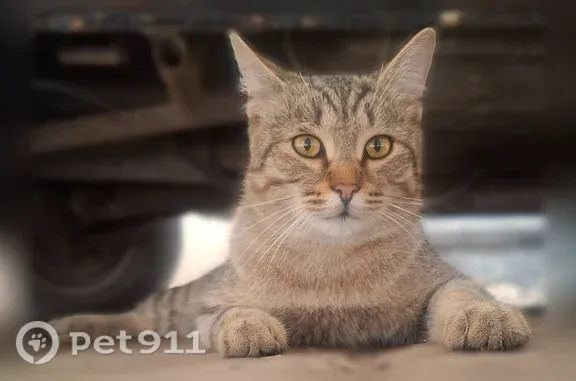 Найдена кошка, Псков, фото: Найдена кошка, Псков — ласкуха