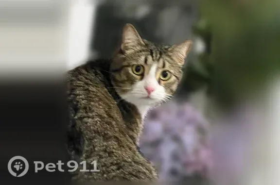 Кошки потеряшки, Уфа, фото: Потеряшка кошка, Уфа, Натальи Ковшовой, д. 11 — большой трёхцветный, выпал из окна