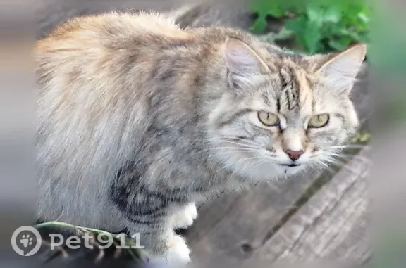 Найдена кошка, Ирбит, фото: Найдена кошка, Ирбит, Розы Люксембург — рыжая, серая и белая, ласковая