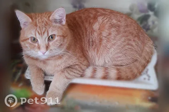 Пропала кошка, Покров — огромный рыжий кот, член семьи - photo