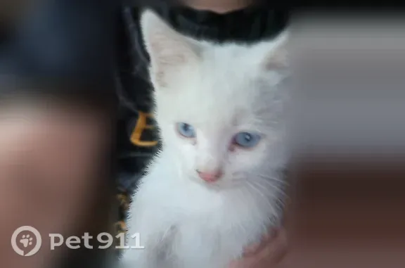 Объявления о пропавших и найденных животных, Избербаш, фото: Пропала кошка, Избербаш — белая, голубые глаза, глухая