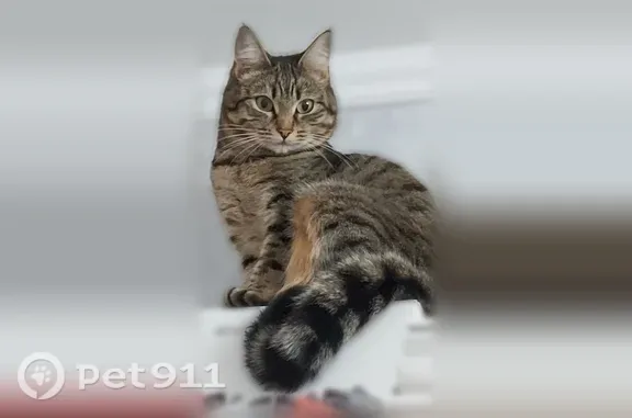 Пропала кошка, Поселок Талаги, д. 148, Талаги — серенькая с чёрными полосками - photo