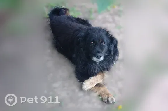 Пропала собака, Село Подгородняя Покровка, Парный 2-й, д. 21, Подгородняя Покровка — большой чёрный лохматый пёс - photo