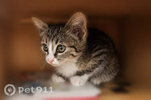Кошка ищет дом, Советская, д. 163, Йошкар-Ола — девочка 3-4 месяца - photo