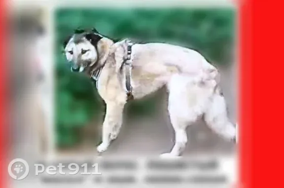 Пропала собака, Котельники, Строителей, д. 5 — в серой шлейке - photo