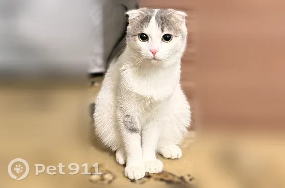 Пропала кошка, Сибай, Горького, д. 84 - photo
