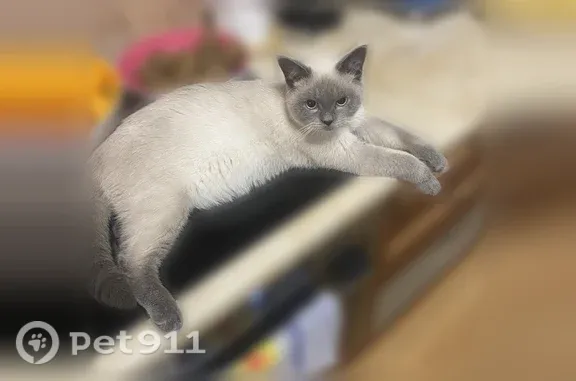 Пропала кошка, Тюмень, Вербная, д. 1 — помесь британца и сиамца, двухцветный окрас - photo