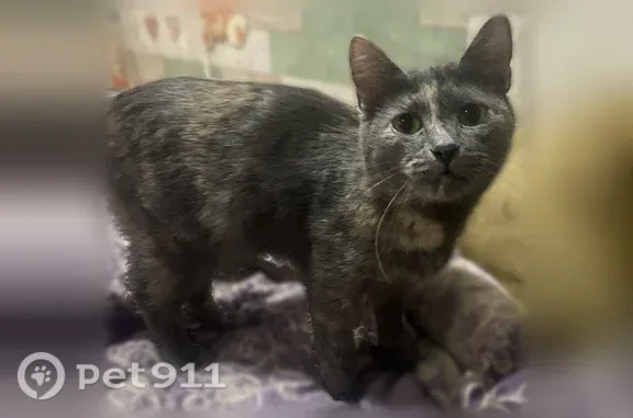 Пропала кошка, Авроры, д. 15А, Кемерово — стерилизованная, молодая - photo