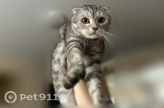 Пропала кошка, Пушкино, Писаревская, д. 13а — очень пугливая, откликается на имя - photo