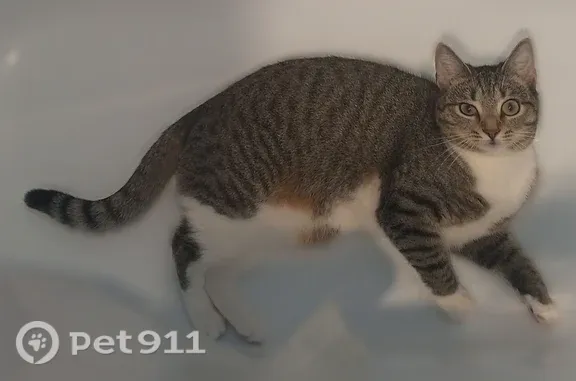 Пропала кошка, Ефремов, Дружбы, д. 29 — очень боязливая, не даётся в руки - photo