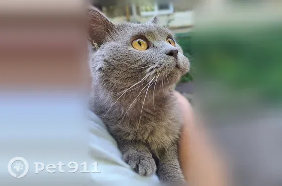 Найдена кошка, Семилуки, фото: Найдена кошка, Семилуки, Комсомольская, д. 6 — домашняя, кастрированная, очень напугана
