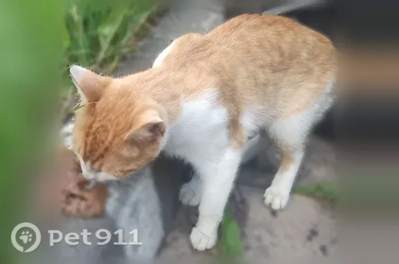 Найдена кошка, Тверь, фото: Найдена кошка, Тверь — молодой котик, окрас бело-рыжий