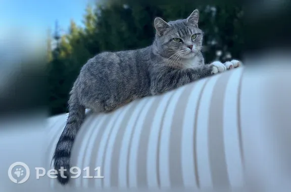 Пропала кошка, Заовражная, Одинцово — зелёные глаза - photo