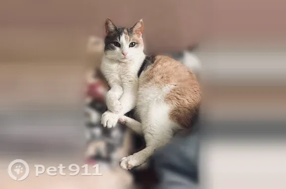 Пропала кошка, Москва, Мещерский, д. 2 1 — трёхцветная, с тёмной кисточкой на хвосте - photo