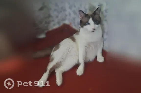 Пропала кошка, Воровского, д. 5, Брянск — боится людей - photo