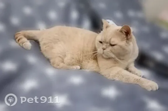 Пропала кошка, Ревкомовская, Ростов-на-Дону — бежевый окрас - photo