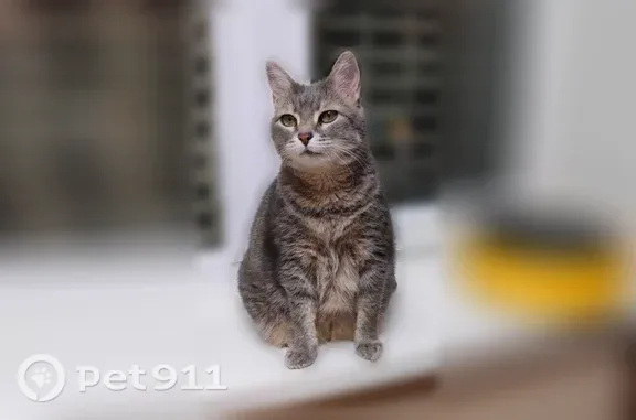 Пропала кошка, Гризодубовой, д. 21, Ростов-на-Дону — серая, пожилая, выбриты лапки - photo