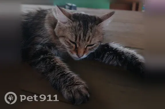 Найдена кошка, Воронеж, фото: Найдена кошка, Воронеж, Ленинский, д. 9 — ласковая, истощенная, похожа на сибирскую