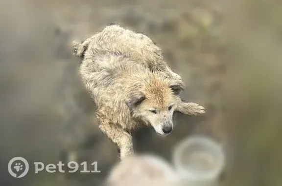 Найдена собака, Тюмень, фото: Найдена собака, Тюмень, Республики — лежит под дождем, не ест, не может встать
