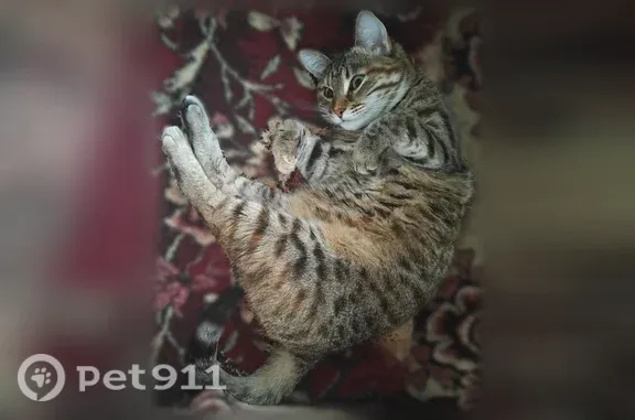 Полное имя Моника откликается на кличку Моня. Очень пугливая может забиться в каждый угол. Около дома много травы может быть там