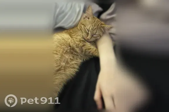 Пропала кошка, Свободы, Великий Новгород — рыжая, игривая - photo