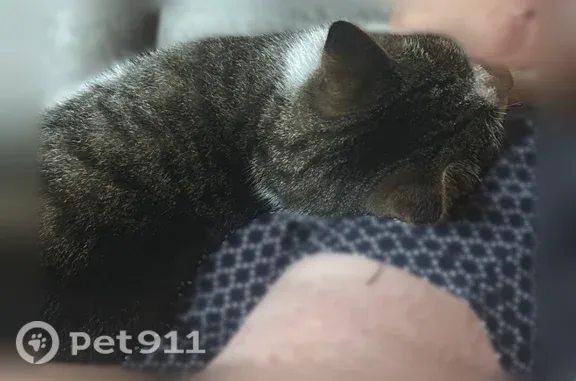 Пропала кошка, Б.Хмельницкого, д. 45, Богородск — серо-белый окрас, без хвоста, красный ошейник - photo