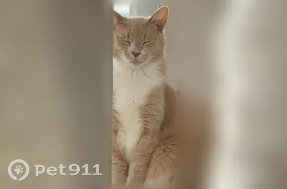 Пропала кошка, Котлас, Кедрова, д. 17 — светло-рыжая с белой грудкой, животиком и лапками - photo