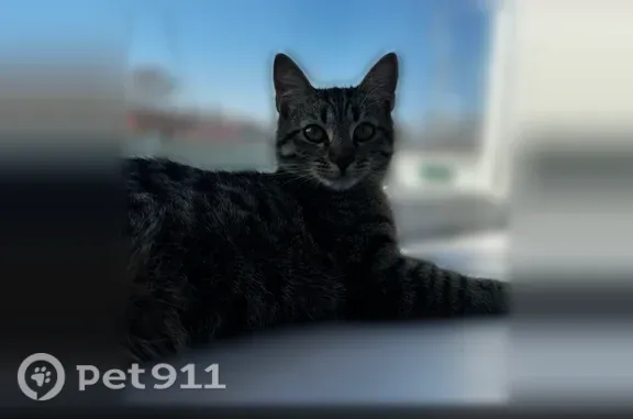 Пропала кошка, Гурьевск, Заречная, д. 36А, Гурьевский городской округ — худенькая, упала с балкона - photo