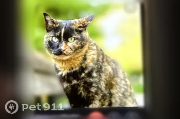 Пропала кошка, Йошкар-Ола, Фестивальная, д. 64,66 — пугливая, трёхшерстная - photo