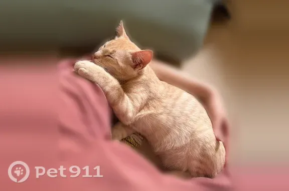 Пропала кошка, Балашиха, Народная, д. 31 — котенок 4 месяцев, ласковая - photo
