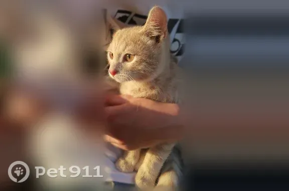 Пропала кошка, Казань, Челюскина, д. 10 — рыжая с полосками, отзывается на кличку - photo