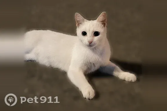 Найдена кошка, Саранск, фото: Найдена кошка, Кочкуровская, д. 13, Саранск — очень напугана