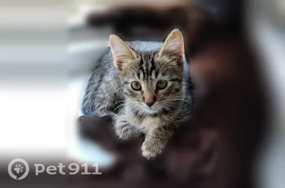 Пропала кошка, Район Тракторозаводский (г Волгоград), Ополченская, д. 59, Волгоград — боязливый любимый кот - photo