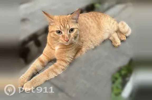 Найдена кошка, Пермь, фото: Найдена кошка, магазин Пятёрочка, перекрёсток ул. Фонтанной и ул. Рабоче-крестьянской, Пермь — домашний, не боится людей
