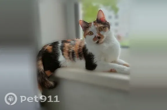 Потерянные животные Усолье-Сибирское, фото: Пропала кошка, Усолье-Сибирское, Химиков, д. 39 — трёхцветная, откликается на кличку Сима